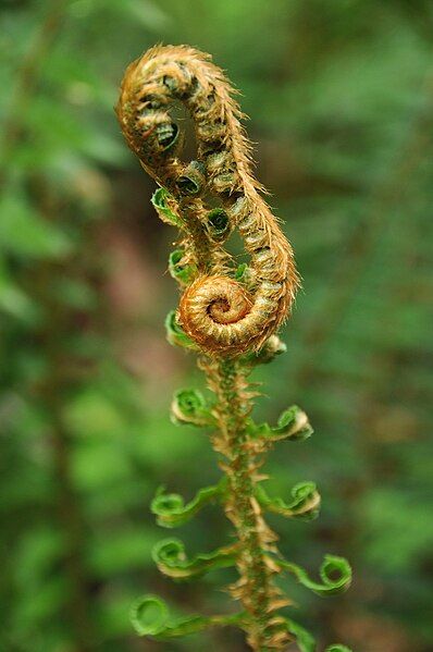 File:Polystichum munitum iNat-110931146.1.jpg