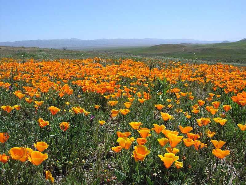 File:PoppyFieldCarrizoPlain.jpg