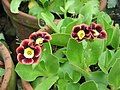 Primula ×pubescens