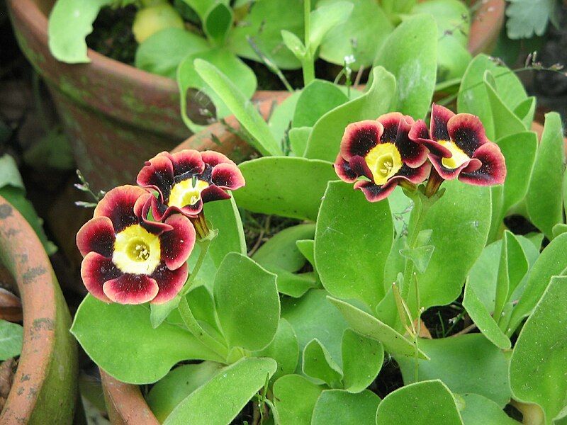 File:Primula pubescens 02.jpg