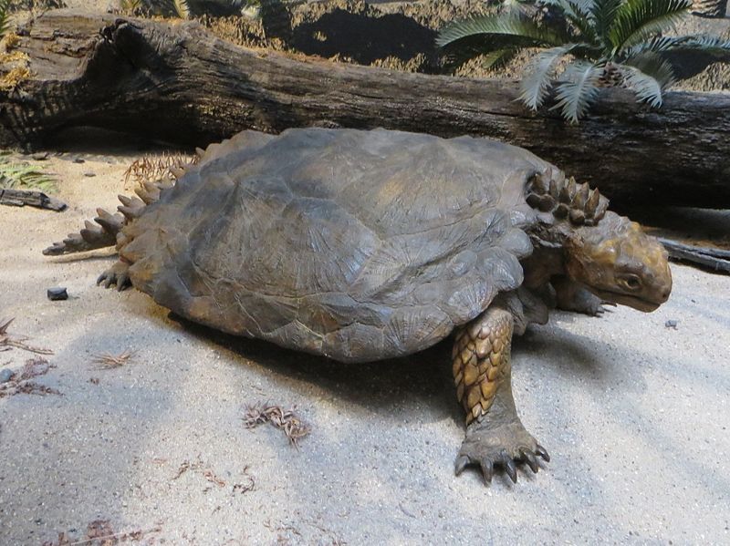 File:Proganochelys model.jpg