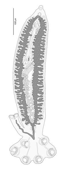 File:Protocotyle euzetmaillardi body.jpg