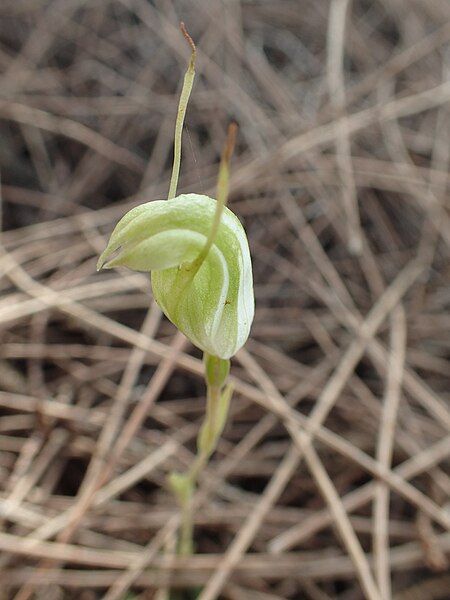 File:Pterostylis microphylla.jpg