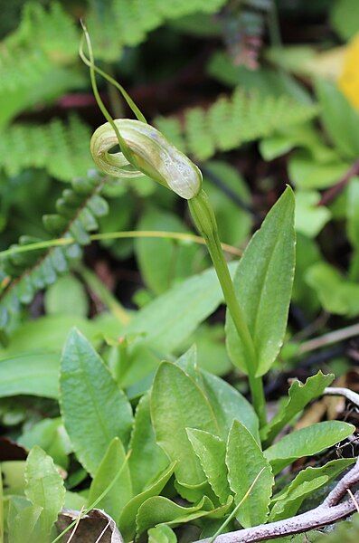 File:Pterostylis oliveri.jpg