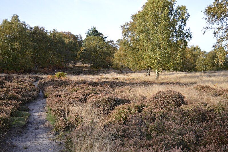 File:Rammamere Heath 4.JPG