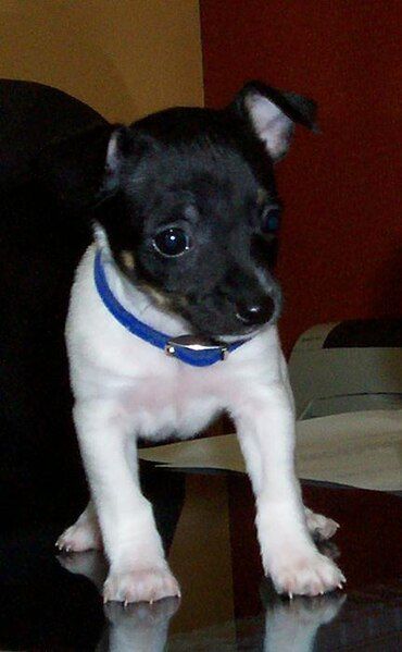 File:Rat terrier.jpg