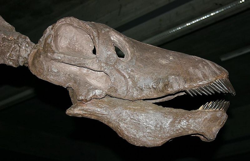 File:Reconstructed Amargasaurus skull.jpg