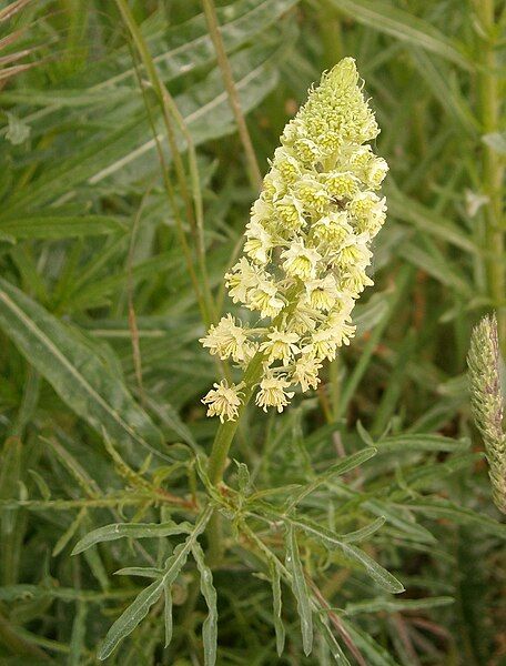 File:Reseda lutea RHu.JPG