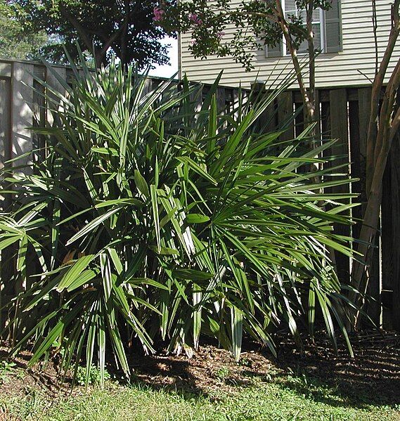 File:Rhapidophyllum Strongbad1982.jpg