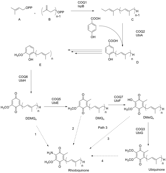 File:Rhodoquinone-biosynthesis-1a.png