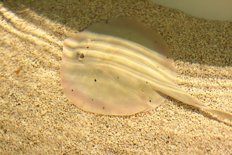 File:Round stingray reiman.jpg