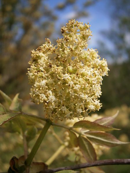 File:Sambucus racemosa 002.JPG