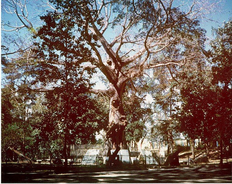 File:Santiago Surrender Tree.jpg