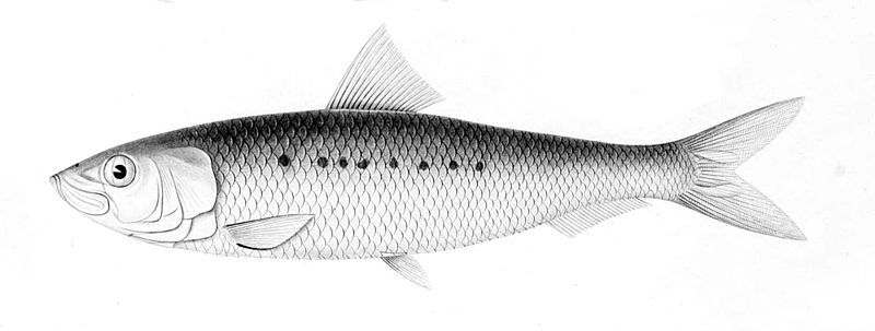 File:Sardinops sagax.jpg