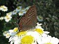 Satyrium liparops