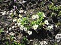 Saxifraga androsacea