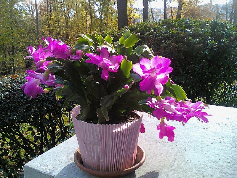 File:Schlumbergera D081111.jpg