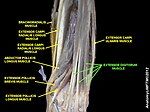 Extensor digitorum muscle