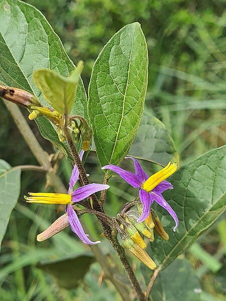 File:Solanum subinerme 242335769.jpg