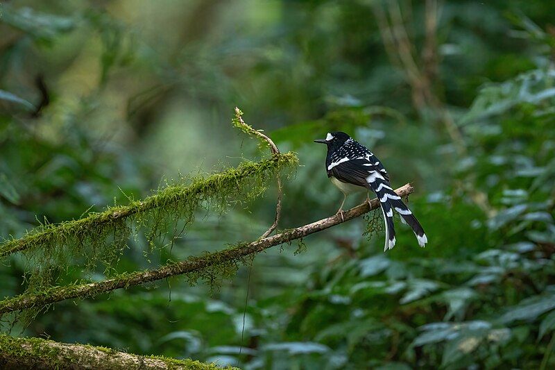 File:Spotted-Forktail.jpg