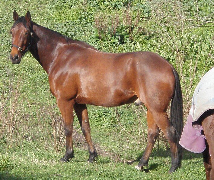 File:Standardbred Hunter.jpg