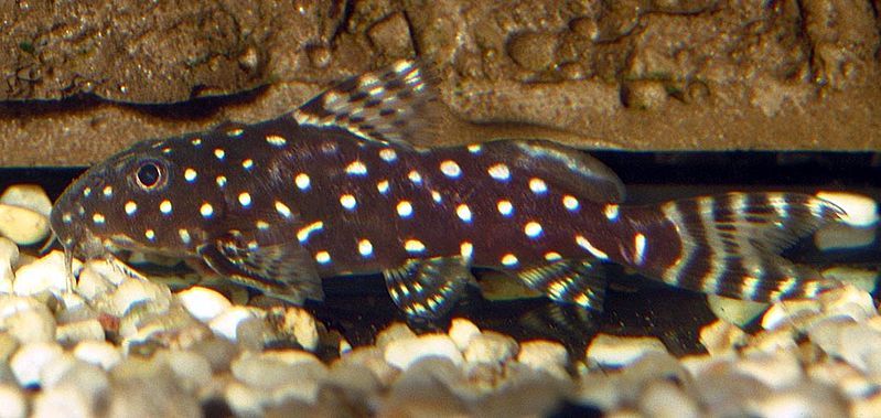 File:Synodontis angelica.jpg