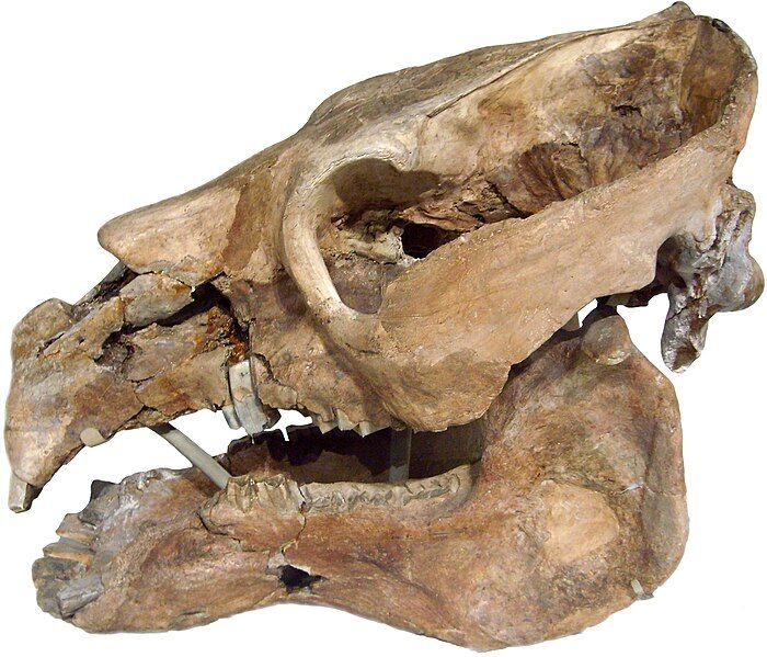 File:Toxodon skull.jpg