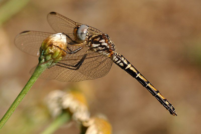 File:Trithemis arteriosa qtl1.jpg