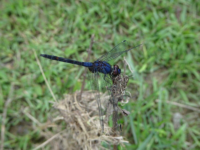 File:Trithemis festiva01.jpg