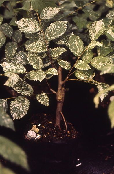 File:Ulmus campestris 'ARGENTEOVARIEGATA'.jpg