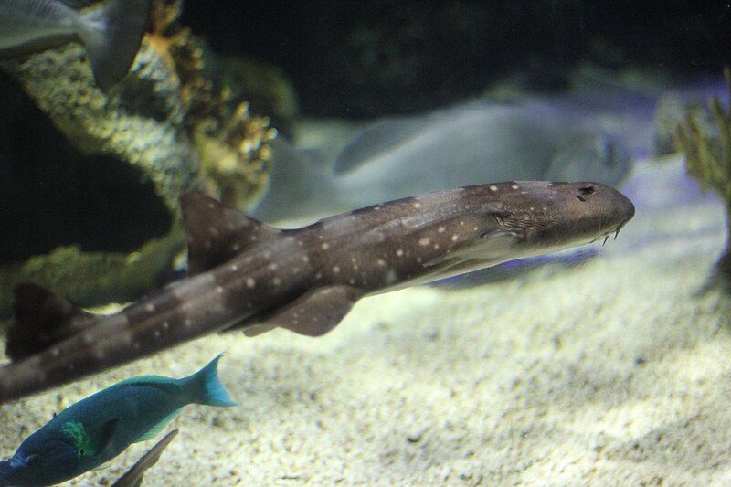 File:Whitespotted bamboo shark.jpg