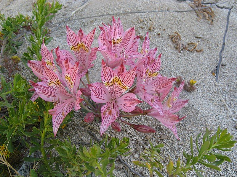 File:Alstroemeria garaventae.jpg