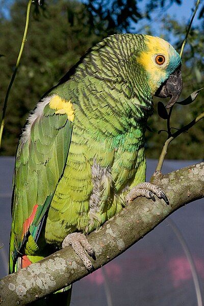 File:Amazona aestiva -perching-4.jpg