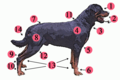 Image 16External anatomy (topography) of a typical dog: 1. Head 2. Muzzle 3. Dewlap (throat, neck skin) 4. Shoulder 5. Elbow 6. Forefeet 7. Croup (rump) 8. Leg (thigh and hip) 9. Hock 10. Hind feet 11. Withers 12. Stifle 13. Paws 14. Tail (from Dog anatomy)