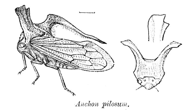 File:Anchon pilosum.jpg