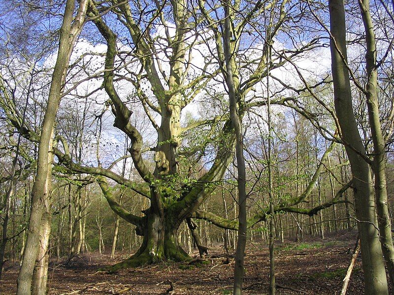 File:Ancient-pollarded-beech-savernake-2005-04-26.JPG