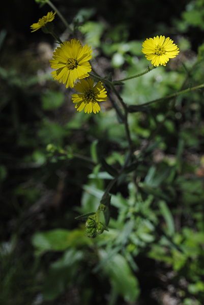 File:Anisocarpus madioides.jpg