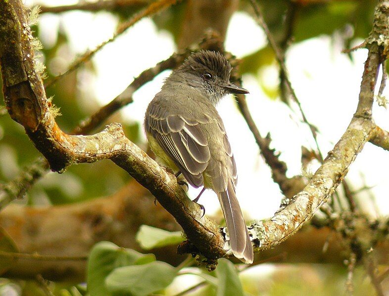 File:Apical.Flycatcher Matthew.Gable.jpg