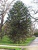 Monkey puzzle tree (Araucaria araucana)