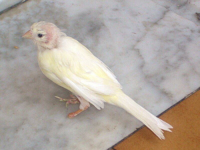 File:Bianca bald canary.jpg