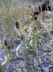 Long stem with male flower