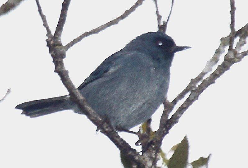 File:Bluish Flowerpiercer.jpg