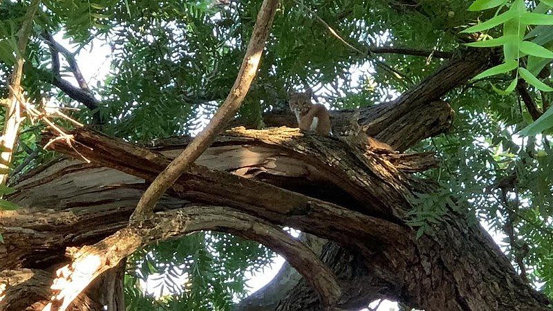 File:Bobcats in tree.jpg