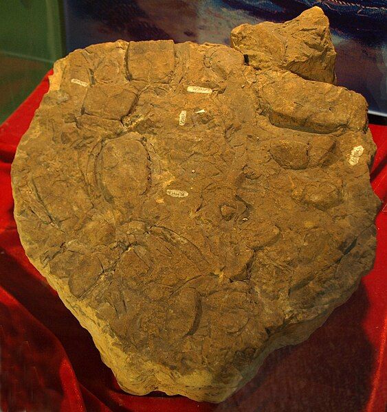 File:BothriolepisTungseni-PaleozoologicalMuseumOfChina-May23-08.jpg