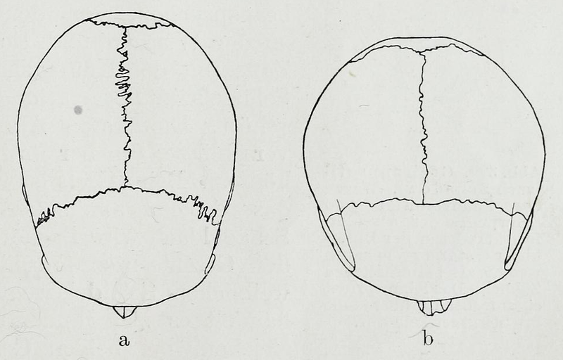 File:Braus 1921 388.png