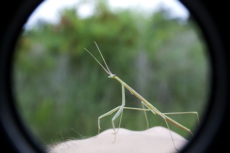 File:Brunners Mantis.jpg