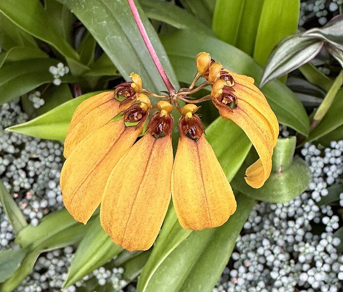 File:Bulbophyllum mastersianum 33498.JPG