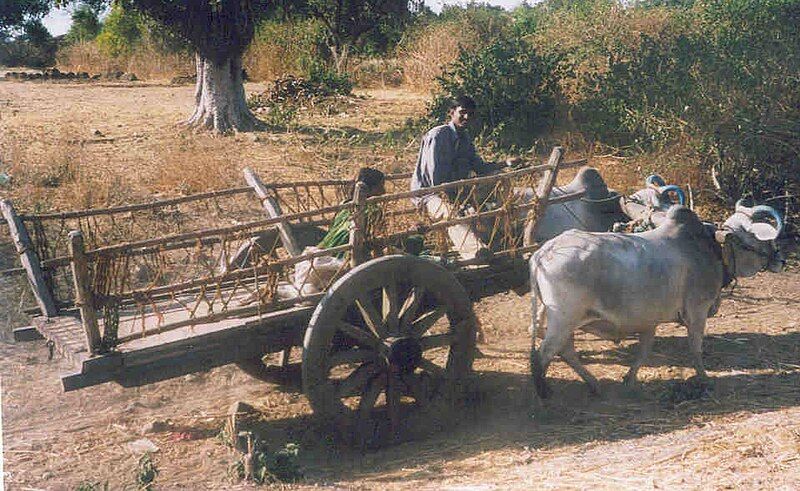 File:Bullockcart.jpg