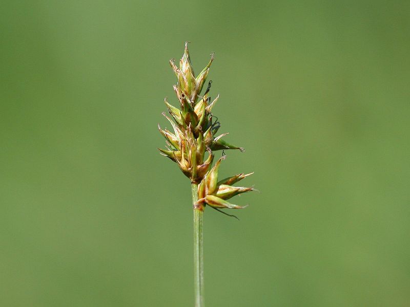 File:Carex pairaei.jpeg