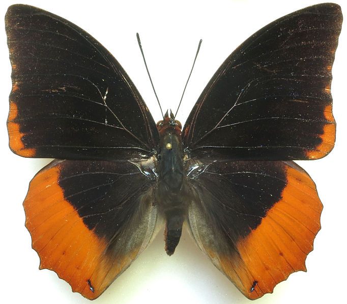 File:Charaxes protoclea protoclea.jpg